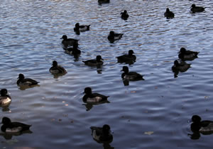Tufted Ducks.jpg